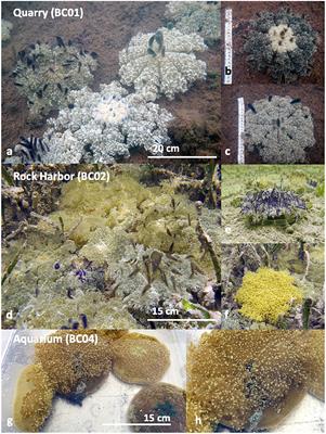 Fieldable Environmental DNA Sequencing to Assess Jellyfish Biodiversity in Nearshore Waters of the Florida Keys, United States